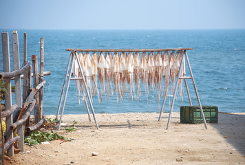 dry squid and sea in sun light