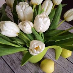 Fototapeta premium White tulips