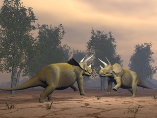 Obraz na płótnie Canvas Triceratops dinozaury walki - 3D render