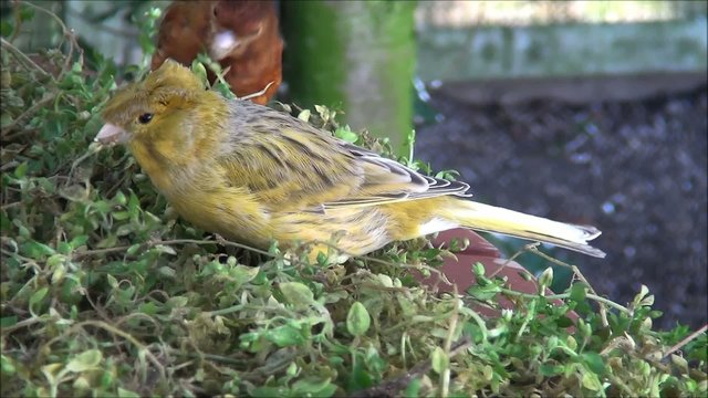 Kanarienvogel Video