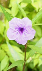 Ruellia tuberosa violet flower