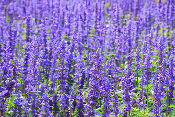 Naklejka premium Lavender flowers