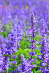 Naklejka premium Lavender flowers