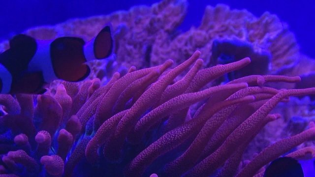 Korallen und Anemonen unter Blaulicht