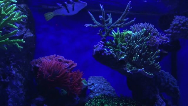 Korallen fluoreszieren unter Blaulicht