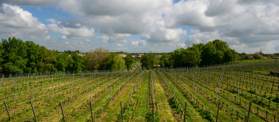 Fototapeta na wymiar vineyards in the sunshine