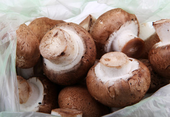 portobello mushroom