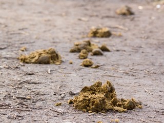 Horse droppings laying on a dirt road