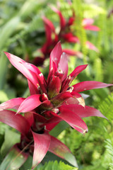 Bromeliad flowers in the nature