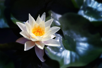 Weißer Lotus auf dem Fluss