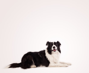 Cute border collie with copy space