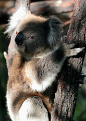 Koala australia native animal