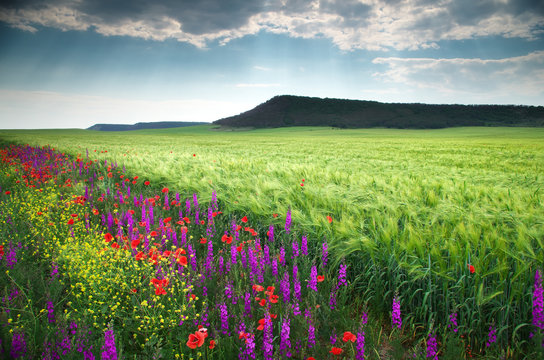 Spring flower meadow