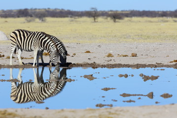 Fototapeta na wymiar Zebra mirror image