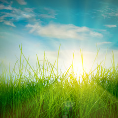 Fototapeta premium Spring green grass