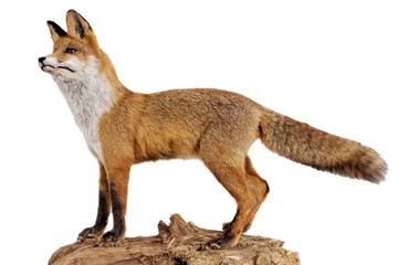 Rotfuchs (vulpes vulpes)
