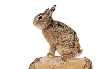 Kaninchen