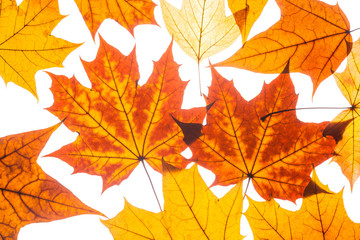 Fototapeta na wymiar collection beautiful colorful autumn leaves
