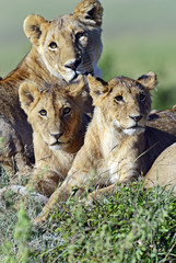Masai Mara