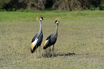 Fototapeta premium Crowned Crane