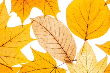 Naklejka na ściany i meble collection beautiful colorful autumn leaves