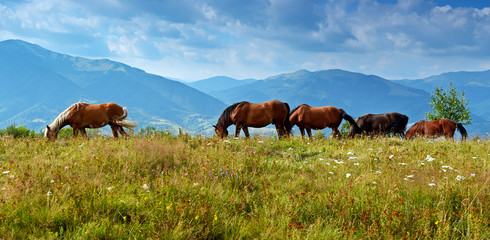 Horse on a background of mountain