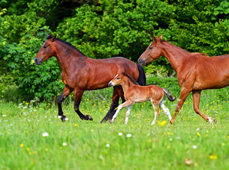 Obraz premium Horse