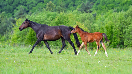 Fototapeta premium Horse