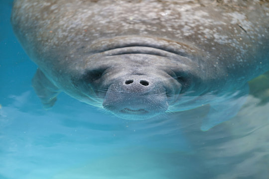 Baby West Indian Manatee