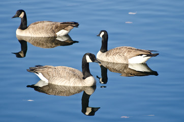 Obraz premium Three Canada Geese Swimming in Autumn Lake
