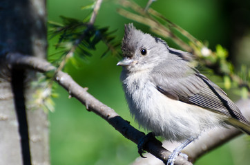 Young Tufted Titmouse Perched on a Branch