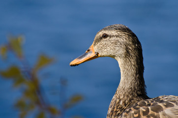 Profile of Female Mallard Duck