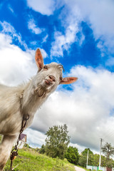 Obraz premium Portrait of a goat eating a grass on a green meadow