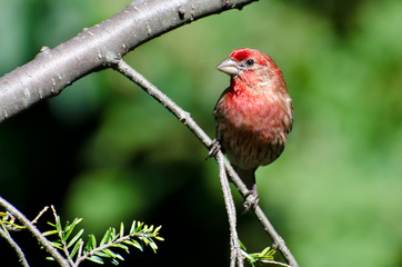 Male House Finch Perched on a Branch