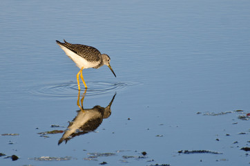 Lone Sandpiper in Shallow Water