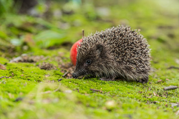 Wild Hedgehog is looking for a food