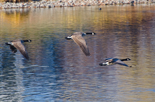 Canada Geese Flying Over Water in Autumn