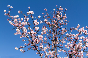 mandelblüte