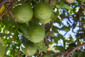 Green mandarins on the tree