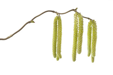 Blühende Kätzchen, Korkenzieherhaselnuss