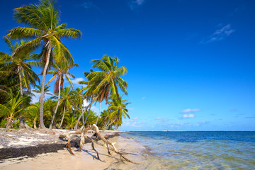 Untouched tropical beach with palm trees in Dominican Republic