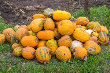 Pumpkins in pumpkin patch waiting to be sold