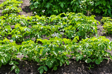 Flowering potato plants in vegetable garden.