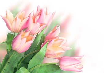 Fototapeta premium Fresh spring tulip flowers