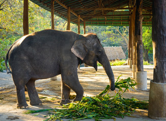 Asian elephant