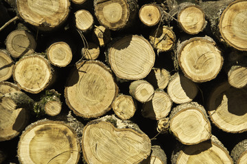 Baum Stapel Querschnitt