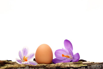 Hünerei mit 2 Krokusblüten horizontal