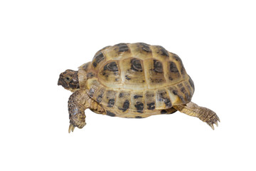 Obraz premium Turtle