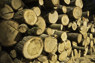 Holzstapel seitlich