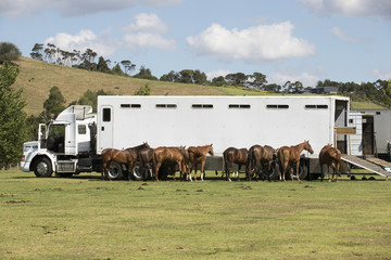 Polo pony transport New Zealand